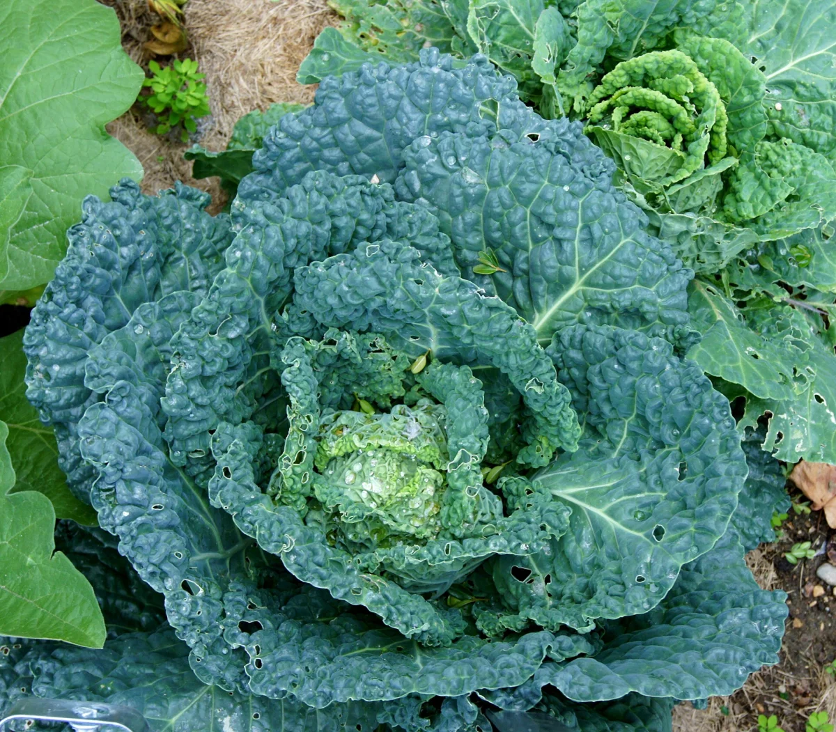 Savoy Cabbage, Box of 8