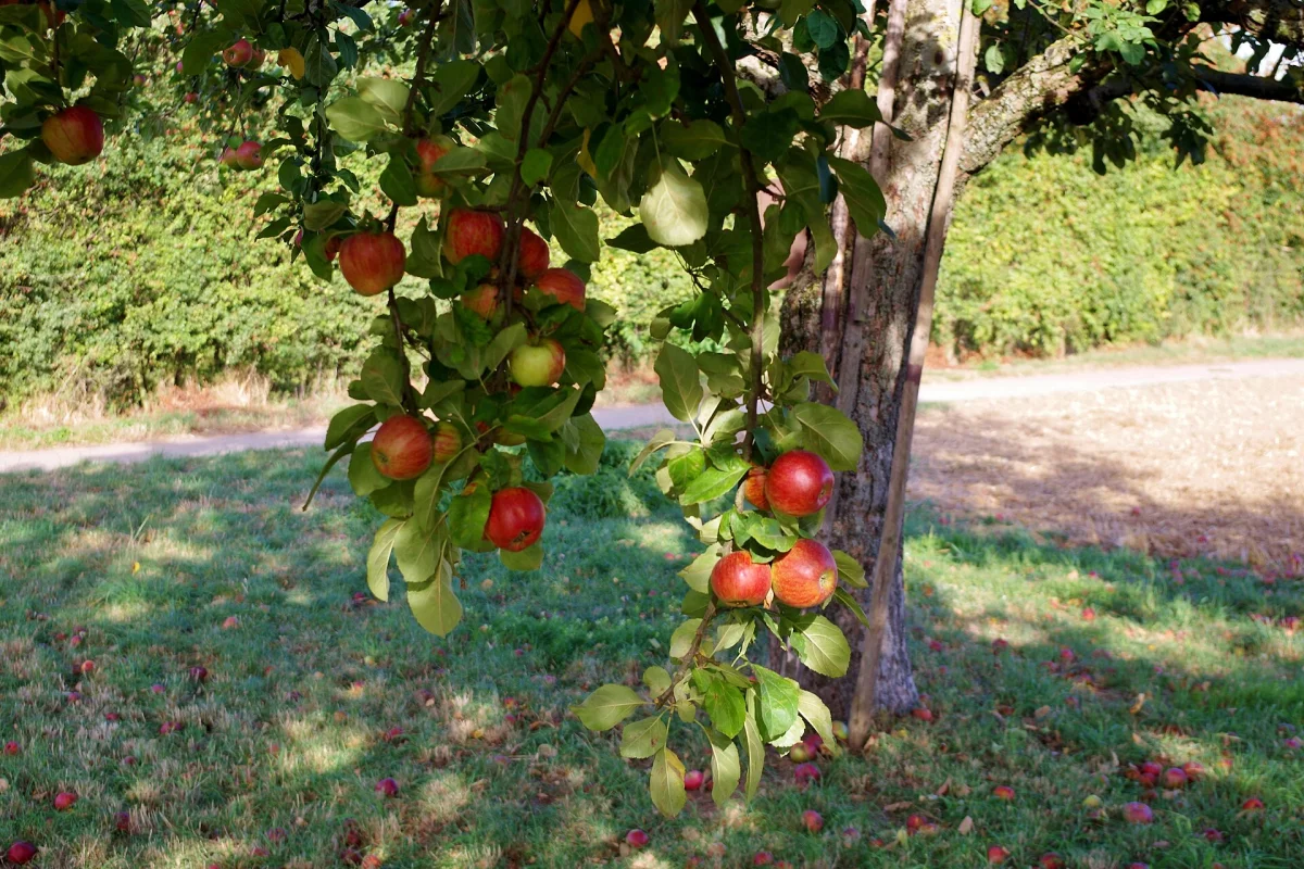Orchard Apples, 10kg