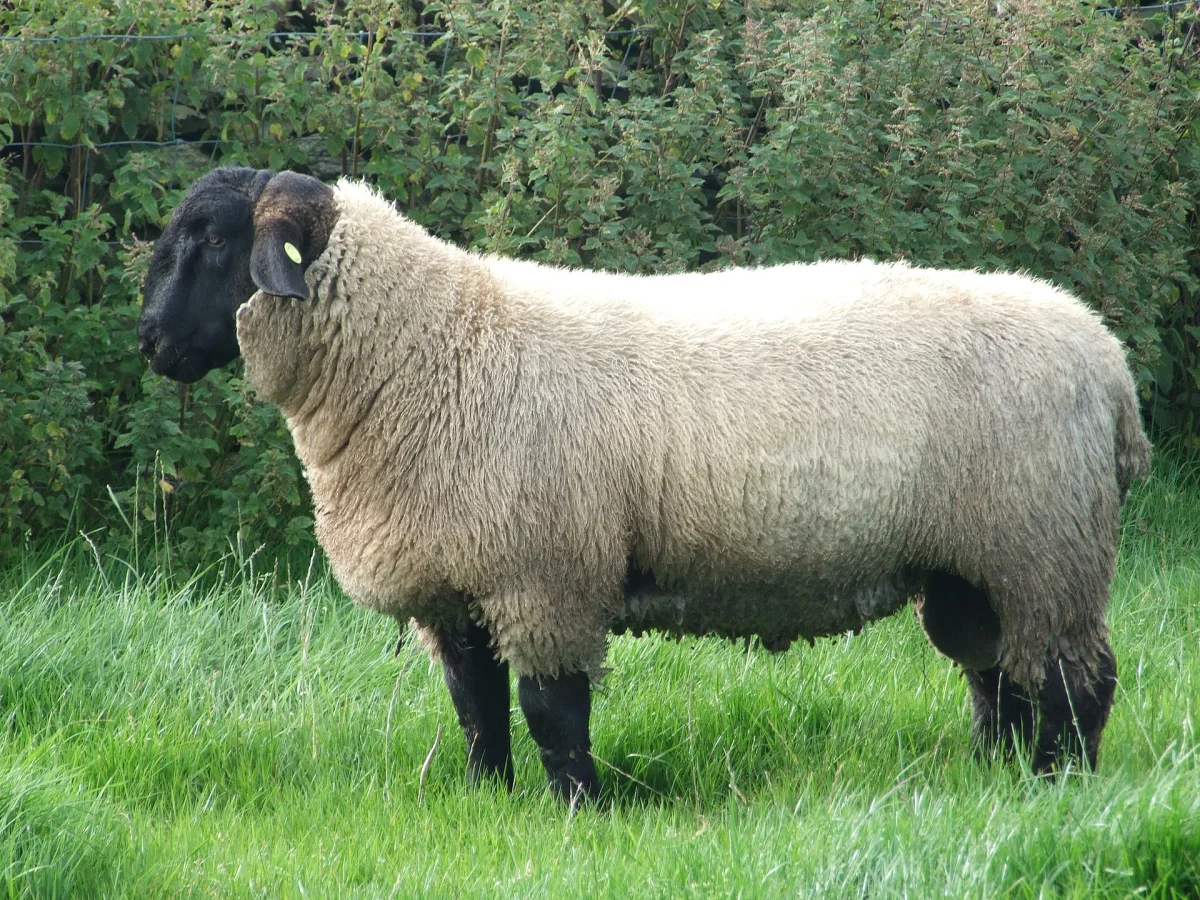 Suffolk Ram, Shearling