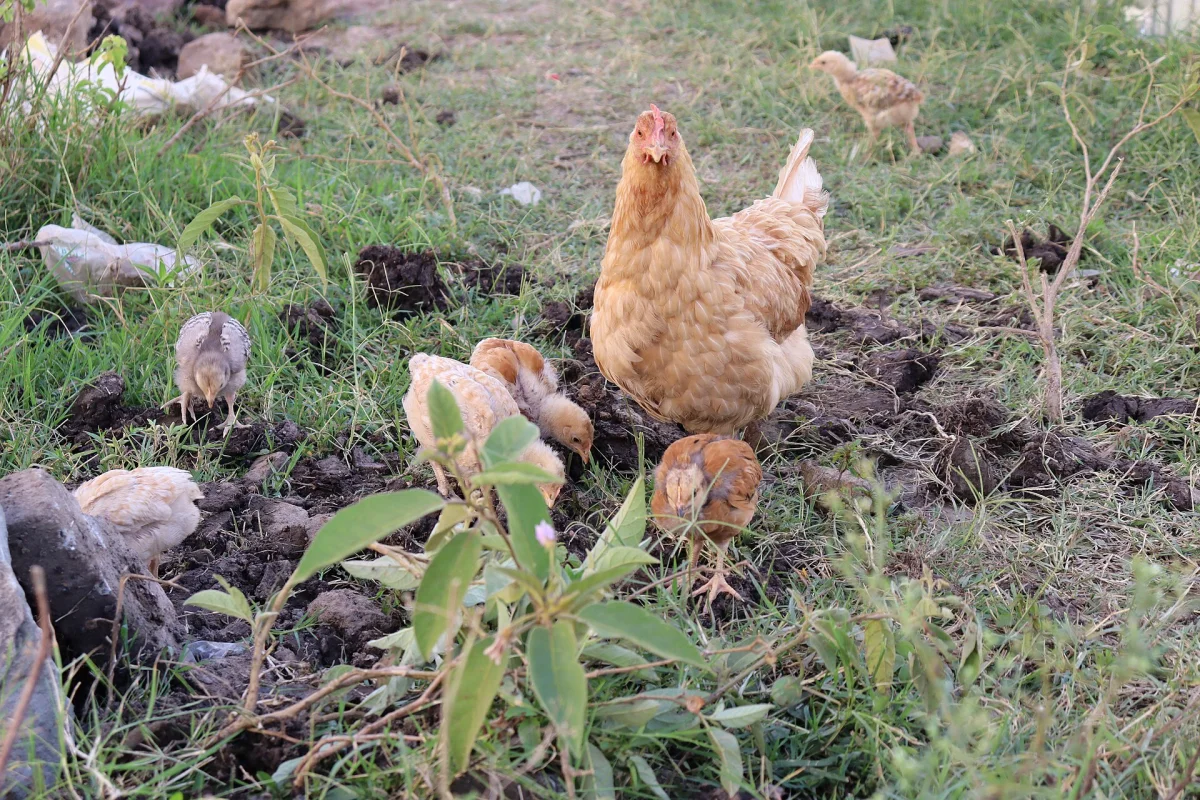 Slow-grown Chicken, whole