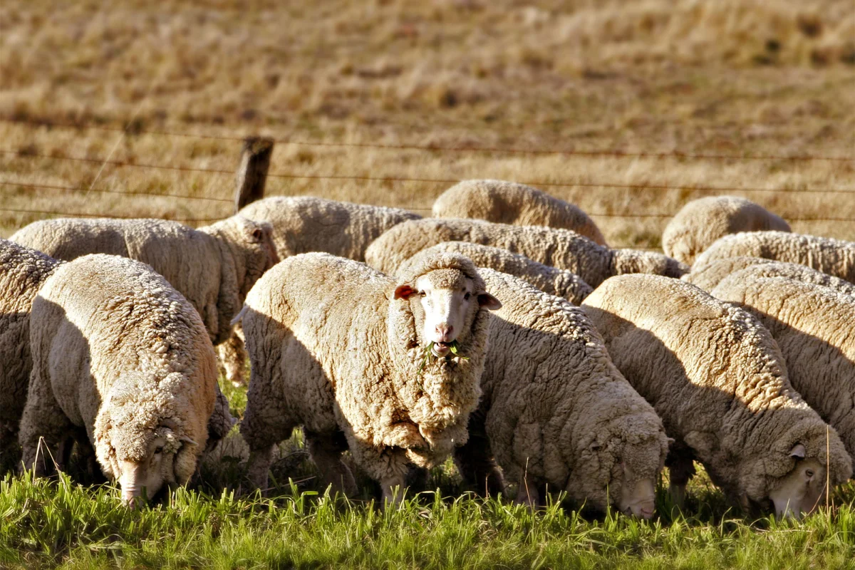 Texel Breeding Ewes, Pen of 5