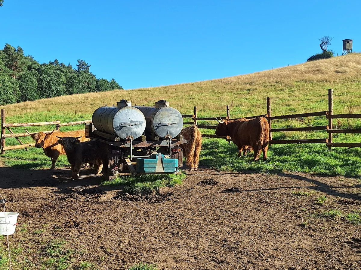 Livestock Trailer, twin axle