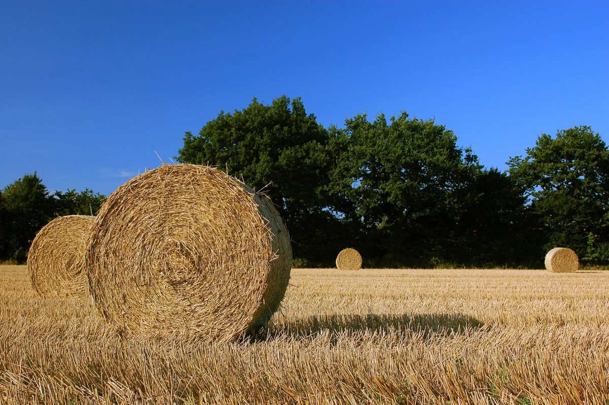 Barley Straw, Large Bale
