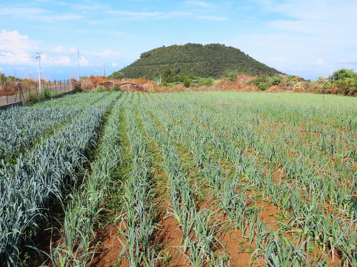 Leeks, Box of 20