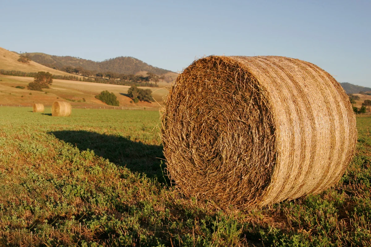 Meadow Hay, Small Bale