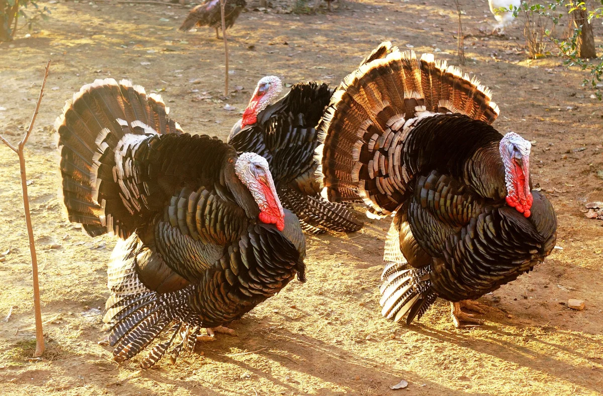 Bronze Turkey, 5kg