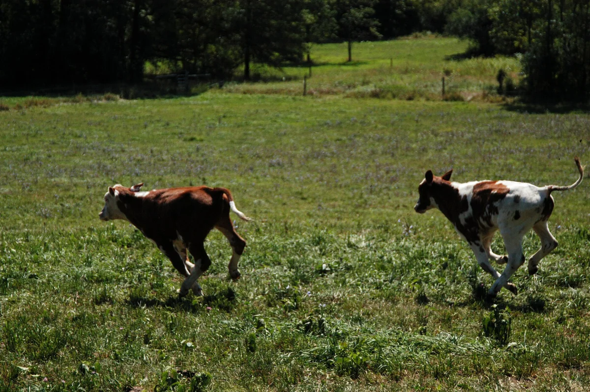 Weaned Calves, Pen of 3